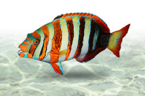 Harlequin Tusk Wrasse