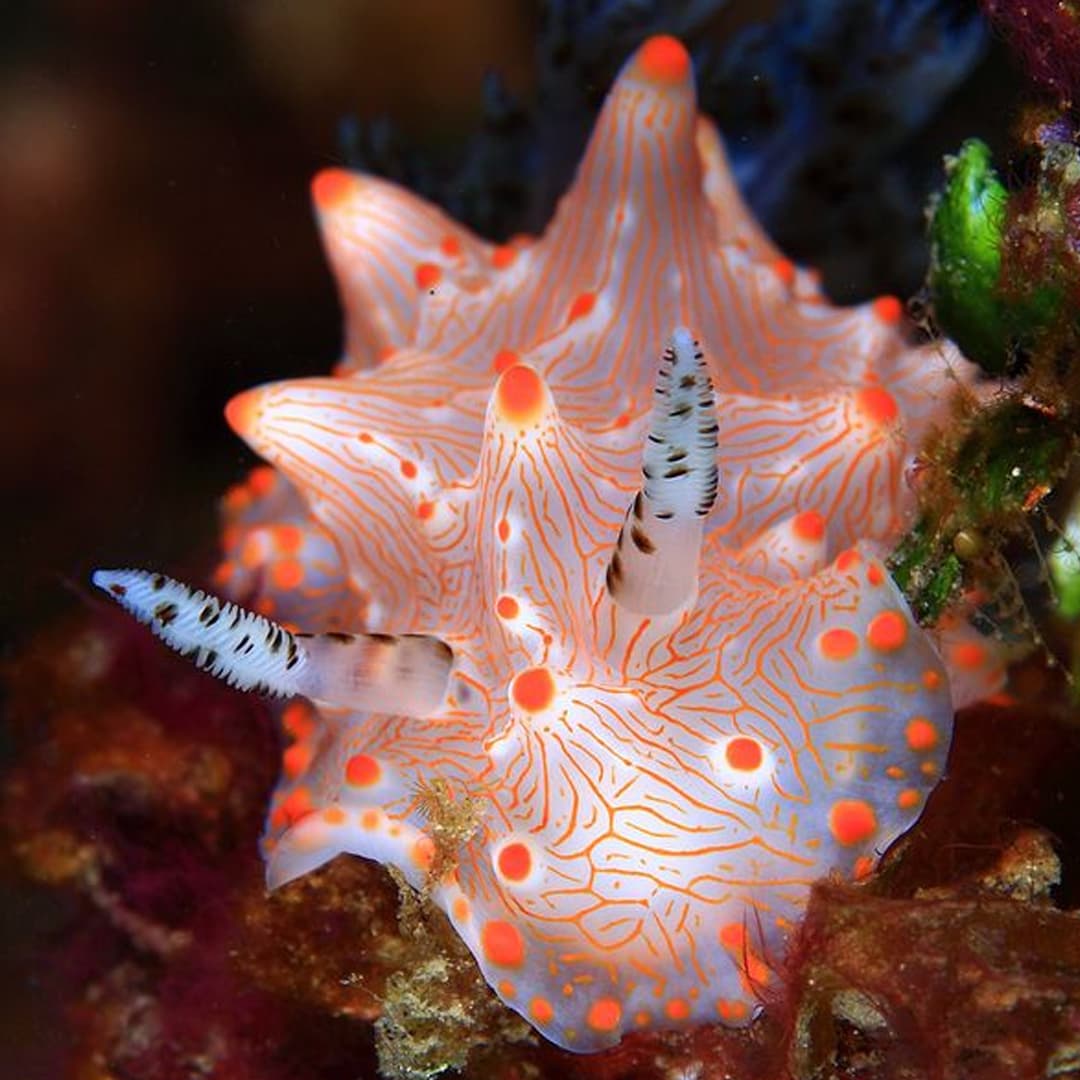 Nudibranch