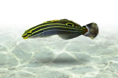 Hector Goby