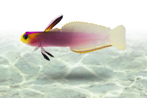Helfrichi Firefish Goby