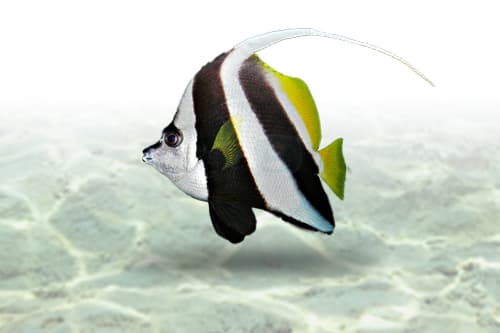 Heniochus Butterfly