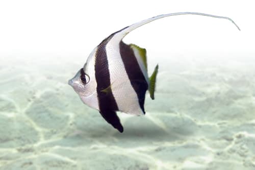 Heniochus Diphreutes