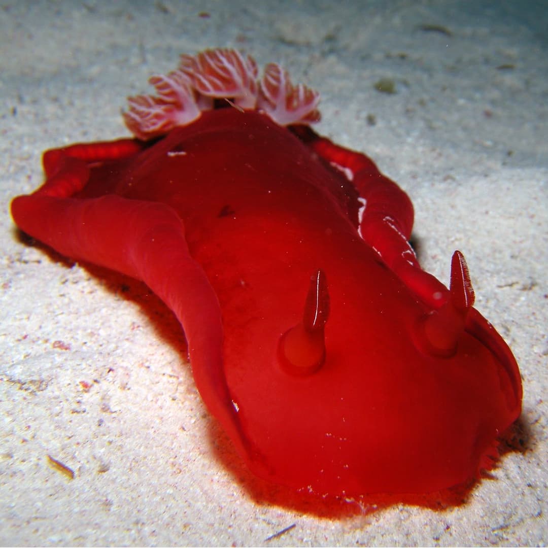 Nudibranch
