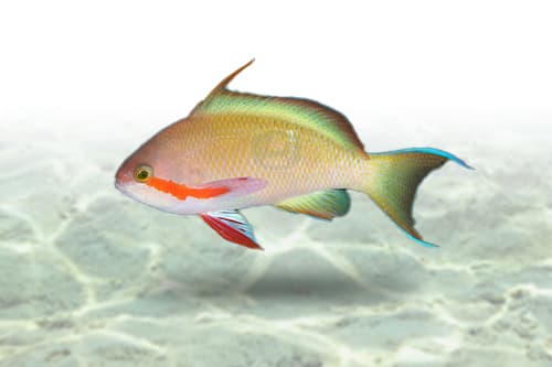 Hutchii Anthias