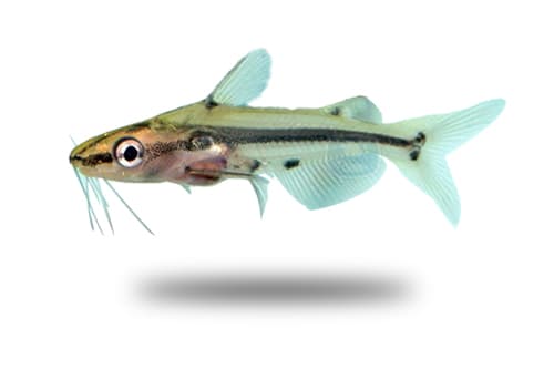 Hyalobagrus flavus