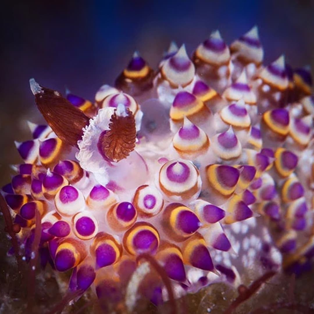 Nudibranch