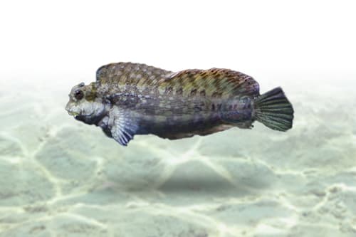 Lawnmower Blenny