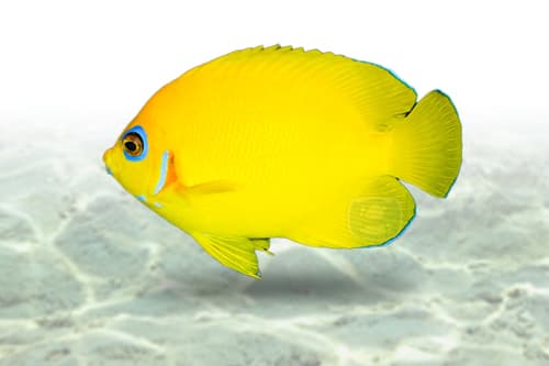 Lemonpeel Angel