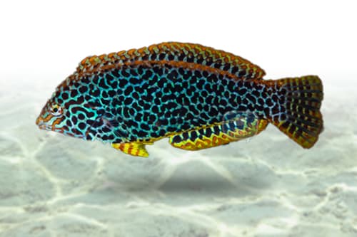 Leopard Wrasse