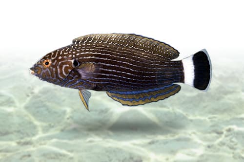Lined Wrasse
