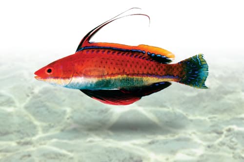 Longfin Fairy Wrasse