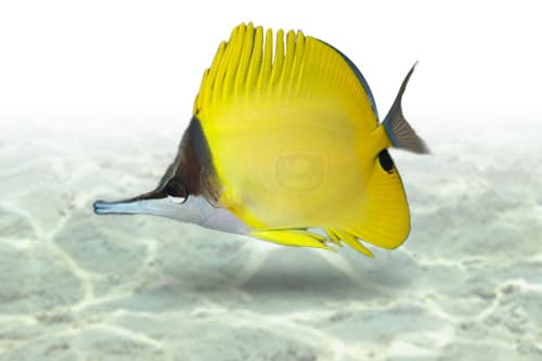 Longnose Butterfly