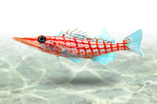 Longnose Hawkfish