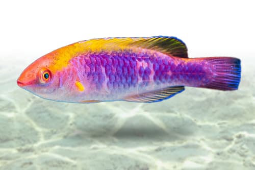 Lubbock Fairy Wrasse