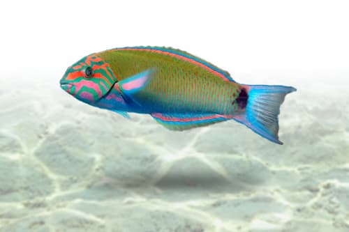 Lunare Wrasse