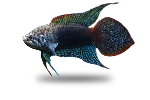 macropodus ocellatus