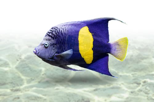 Maculosus Angel