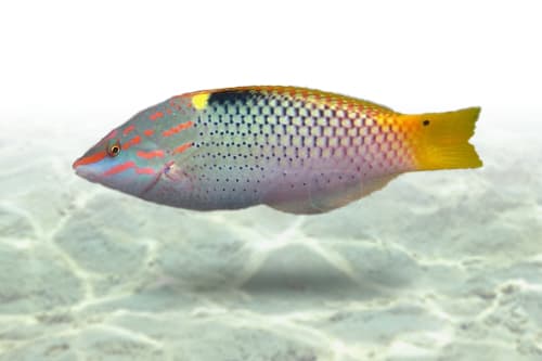 Marble Wrasse