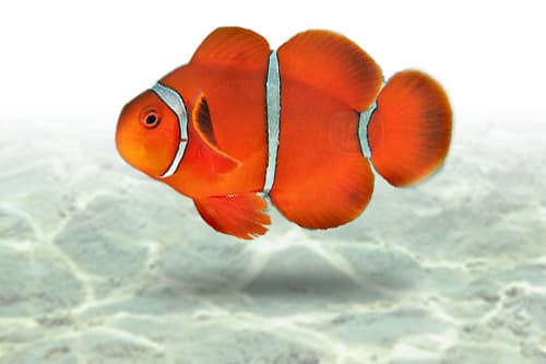Maroon Clownfish | Palhaço