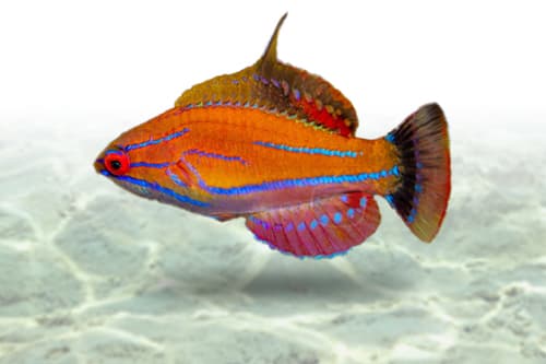 Mccosker Flasher Wrasse