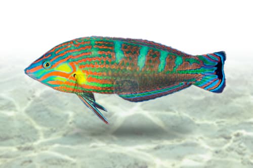 Melanurus Wrasse