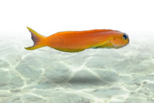 Midas Blenny