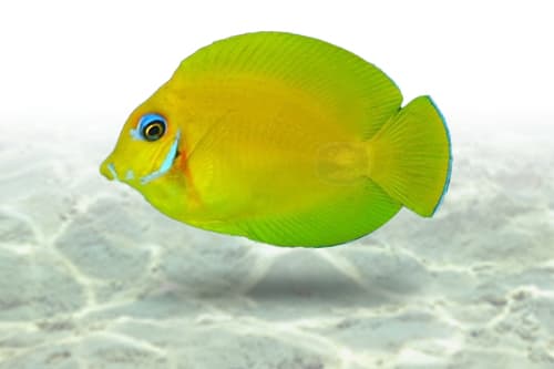 Mimic Tang