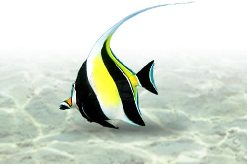 Moorish Idol