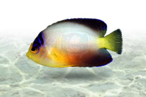 Multicolor Angel