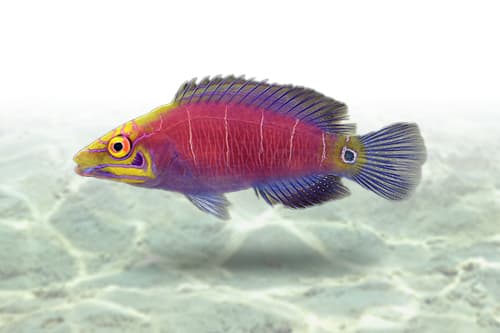 Mystery Wrasse