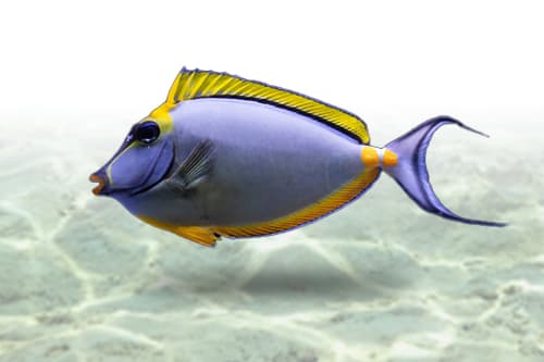 Naso Blonde Tang