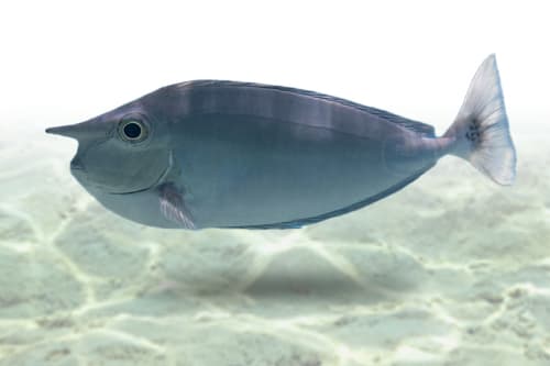 Naso Brevirostris Tang