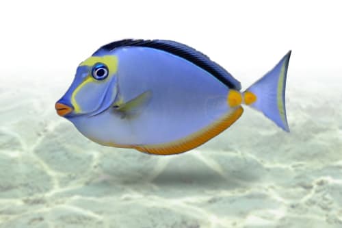Naso Tang