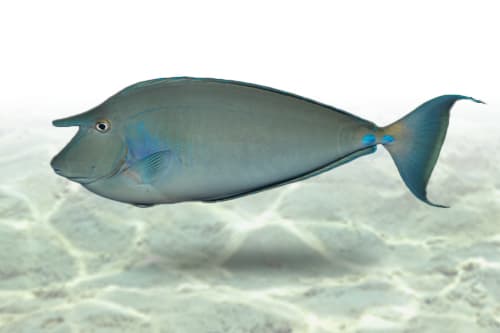 Naso Unicoris Tang
