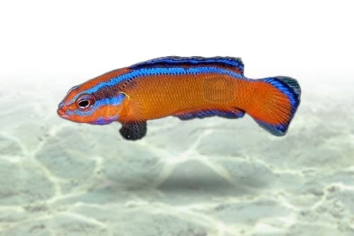 Neon Dottyback