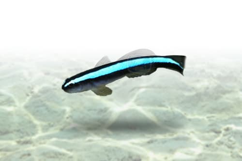 Neon Goby Blue