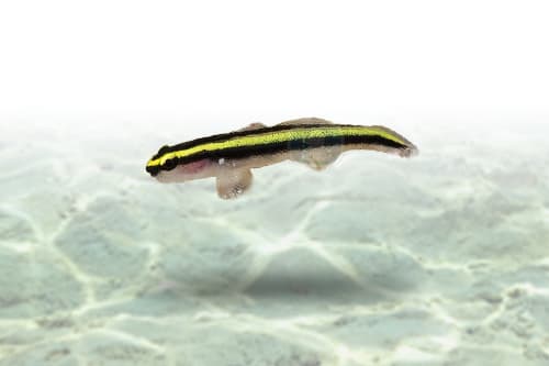 Neon Goby Yellow