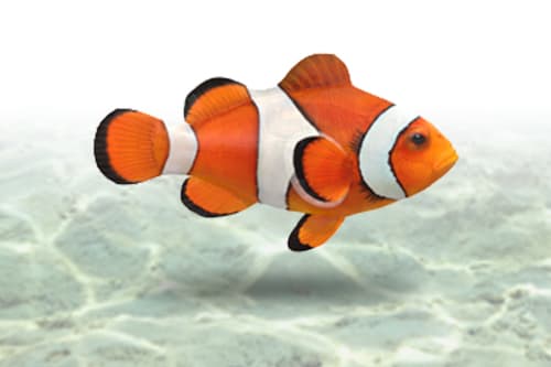 Peixe Palhaço Ocellaris