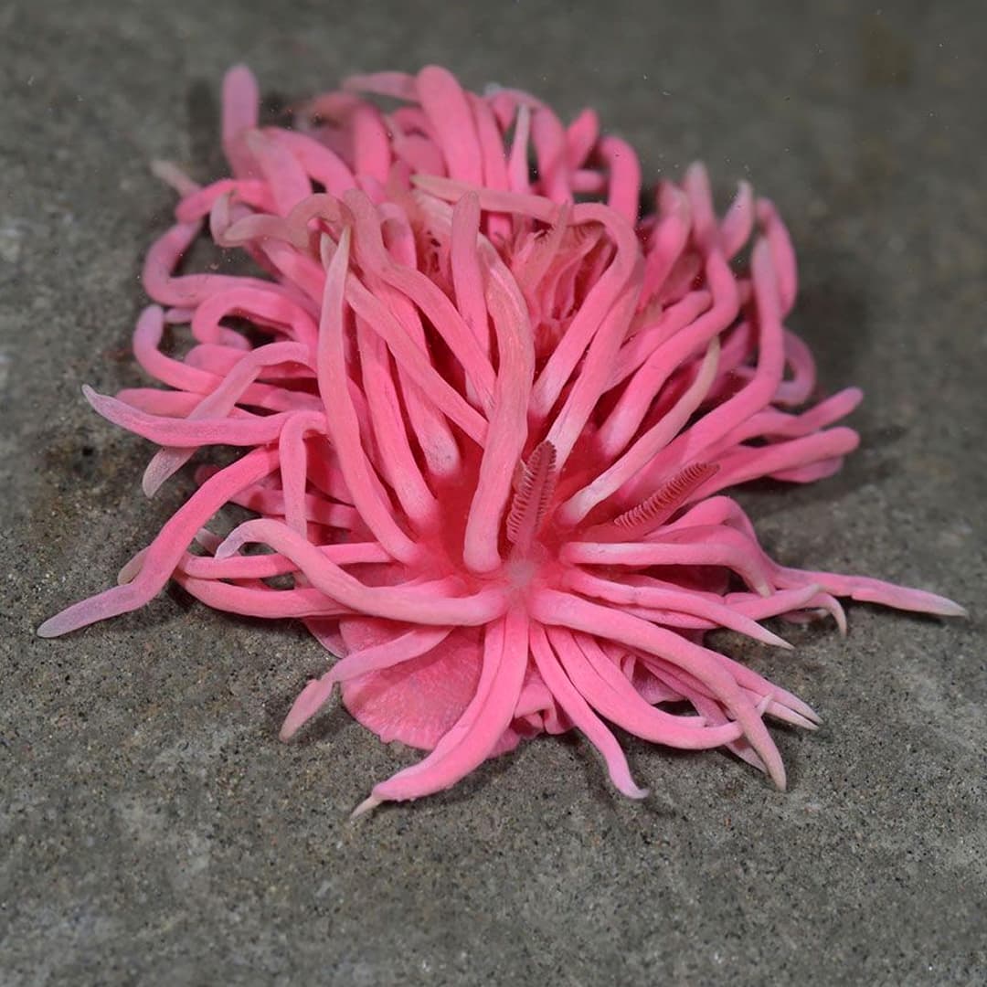 Nudibranch