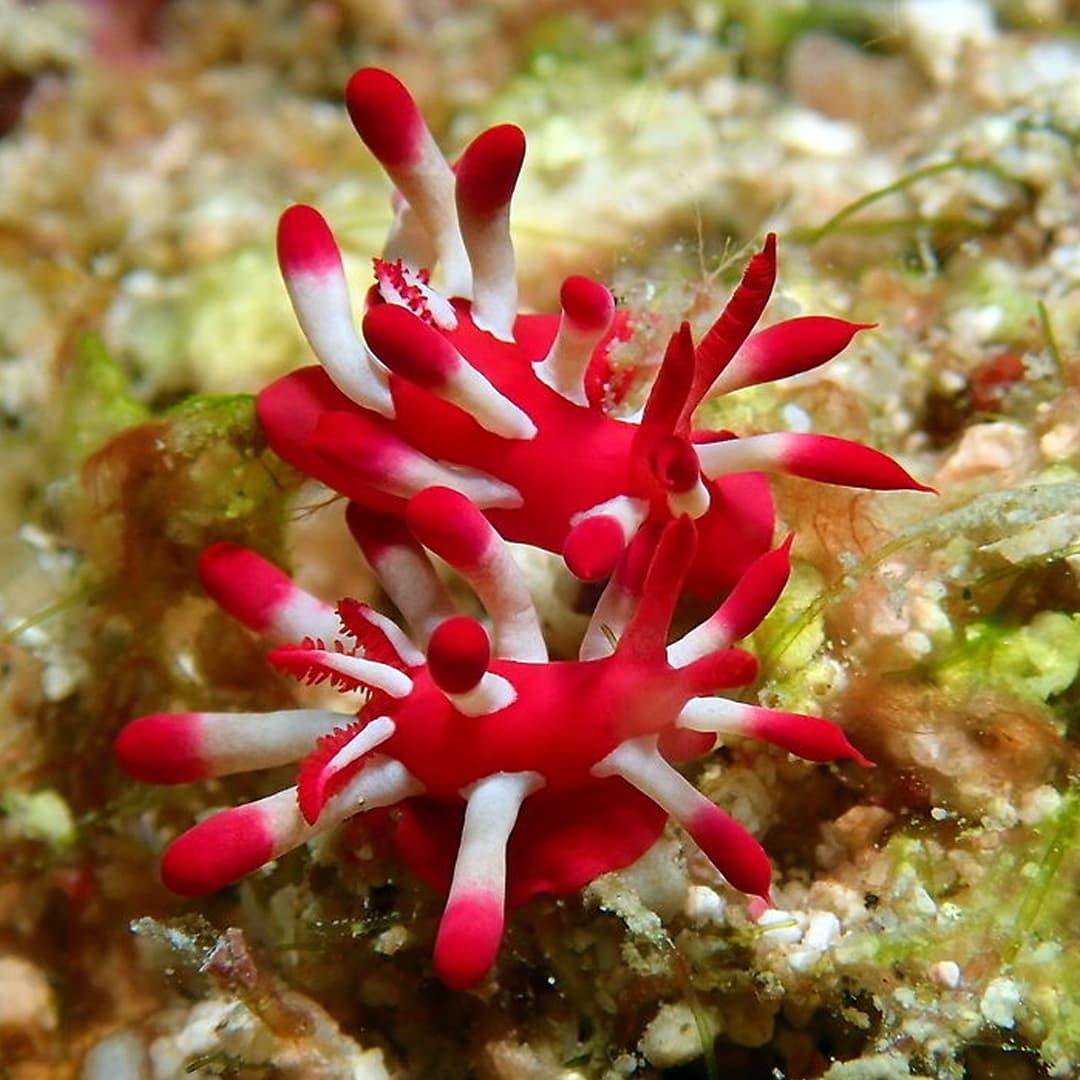 Nudibranch