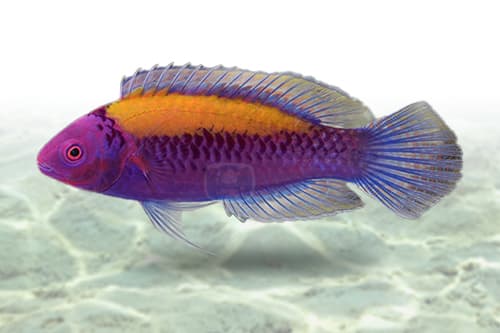 Orange Back Fairy Wrasse
