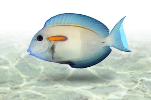Orange Shoulder Tang
