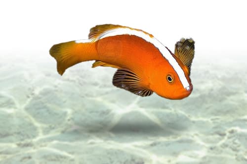 Orange Skunk Clownfish | Palhaço