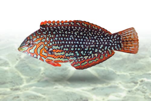 Ornate Leopard Wrasse