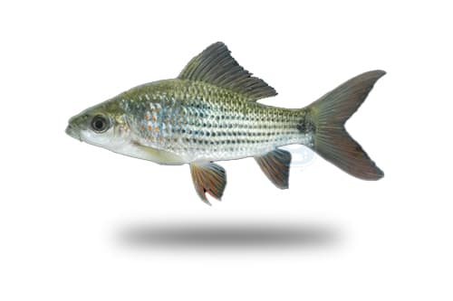 Hard-lipped Barb