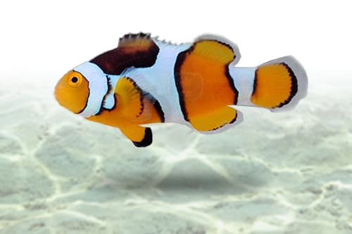 Percula Clownfish | Palhaço