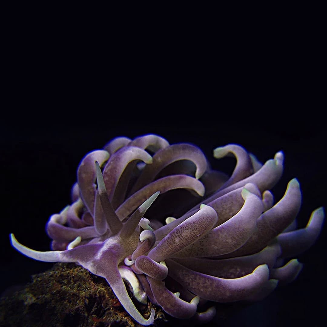 Nudibranch