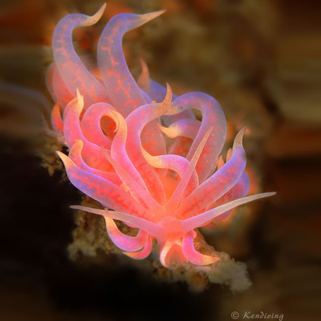 Nudibranch