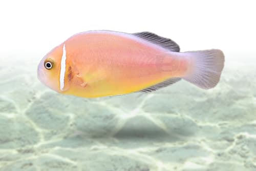 Pink Skunk Clownfish | Palhaço Pink Skunk