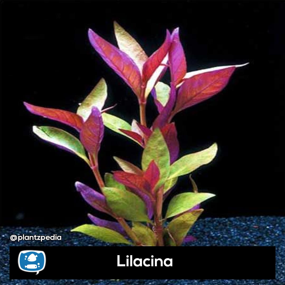 Lilacina